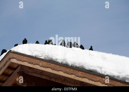 Alpine Dohlen in der Nähe von Col Raiser Selva Val Gardena Dolomiten Italien Stockfoto