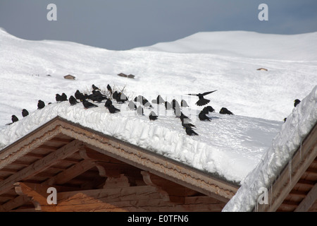 Alpine Dohlen in der Nähe von Col Raiser Selva Val Gardena Dolomiten Italien Stockfoto