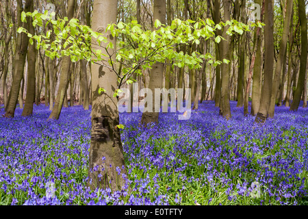 Bluebells, Endymion non-scriptum, aus Buchenholz Stockfoto