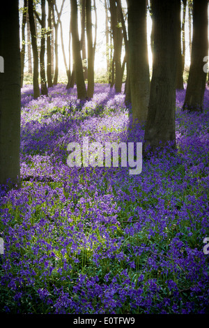 Bluebells, Endymion non-scriptum, in Buchenholz bei Sonnenaufgang Stockfoto