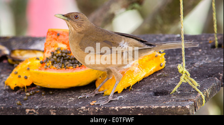 Ton farbig Robin oder Soor Turdus Grayi auf eine Papaya Frucht fest auf einem Vogel Tisch in Costa Rica Stockfoto