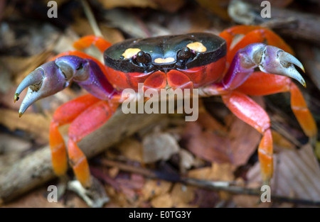 Harlekin oder Halloween Krabbe Gecarcinus Quadratu in Verteidigung Haltung auf Waldboden am Cabo Blanco National Reserve Costa Rica Stockfoto