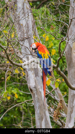 Scharlachrote Aras Ara Macao Fütterung auf Mandeln in einem Baum in den Corcovado Nationalpark Costa Rica Stockfoto