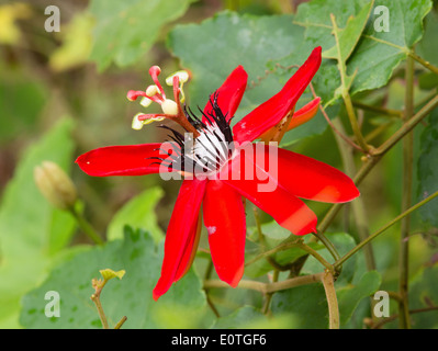 Scarlet Passion Flower Passiflora Coccinea in einem Garten in Costa Rica Stockfoto