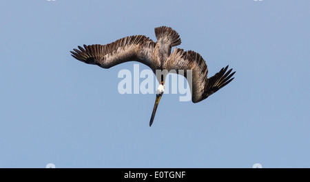 Braune Pelikan Pelecanus Occidentalis Tauchen nach Fischen an der Küste von Costa Rica Stockfoto