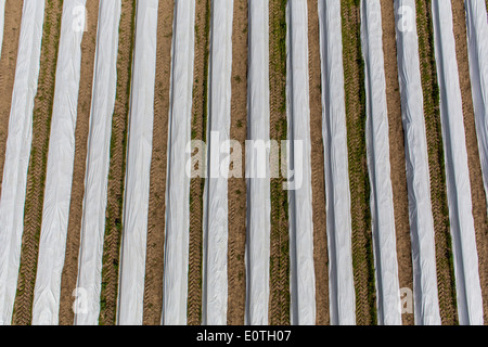 Spargelernte auf am Niederrhein, Westdeutschland. Spargelfeld, Spargel dam mit Plastikfolie abgedeckt. Stockfoto