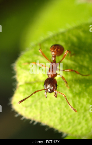 Red Ant Stockfoto