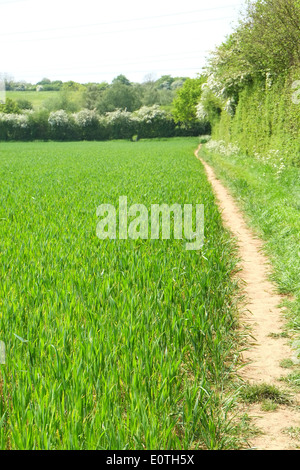 Gut getragen öffentlichen Fußweg in South Gloucestershire, England, Mai 2014 Stockfoto