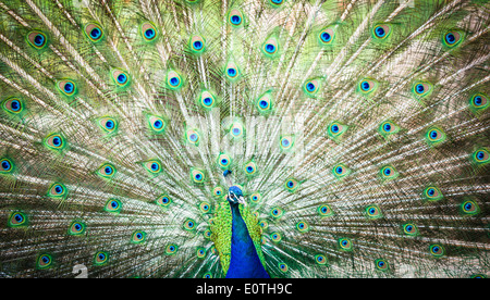 Prächtige Pfau mit Federn heraus (Pavo Cristatus) (shallow DOF; Farbe getönt) Stockfoto