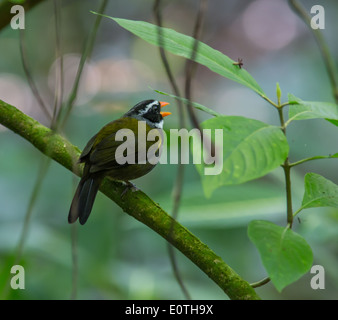 Orange verrechnet Sparrow Arremon Aurantiirostris Gesang in Bodennähe im Unterwuchs eines costaricanischen Regenwaldes Sarapiqui Stockfoto