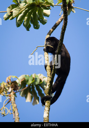 Männliche Jaguaren Howler Monkey Alouatta Palliata mit einem Ast im Maul vom Fluss Sarapiquí Costa Rica Stockfoto