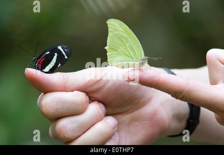 Schmetterlinge, die kurz nach dem Austritt von Puppen an einer Schmetterlingsfarm in Monteverde Costa Rica veröffentlicht Stockfoto