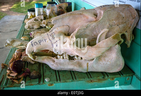 Schädel eines Erwachsenen Baird Tapir Tapirus Bairdii unter eine pädagogische Anzeige der Schädel in der Ranger-Büro Corcovado Costa Rica Stockfoto