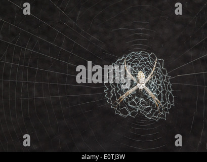 Exquisite Web eine Kugel weben Spinne - möglicherweise eine Wespenspinne-Arten - Osa Halbinsel costarica Stockfoto