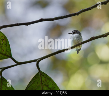 Winzige schwarz begrenzt Pygmy Tyrant Myiornis Atricapillus in den Schatten gestellt von Regenwald fährt, um Sarapiqui Costa Rica Stockfoto