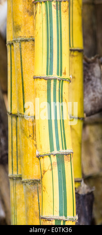 Grün und gelb gestreift Riesenbambus wächst in maritimen Trockenwald auf der Nicoya Halbinsel Costa Rica Stockfoto