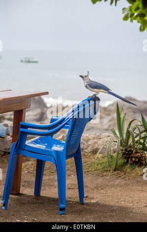 Weiße Throated Magpie Jay Calocitta Formosa thront auf Plastikstuhl sichert in einem Café am Meer in Montezuma Costa Rica Stockfoto