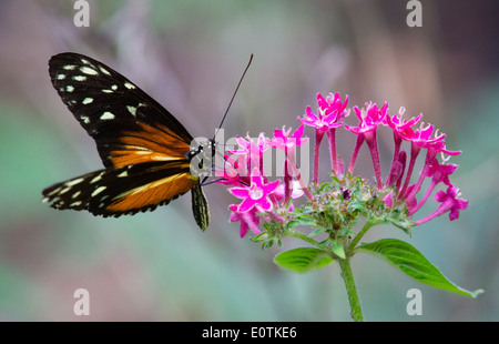 Tiger Longwing Schmetterling Heliconius Aigeus Fütterung an den Jardin de Mariposas Schmetterlingsfarm Monteverde Costa Rica Stockfoto