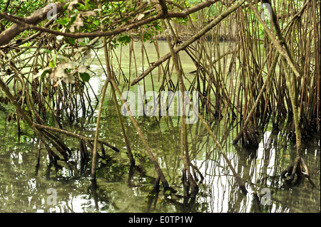 Gri Gri Lagune, in der Nähe des Fischers Dorf von Rio San Juan. Stockfoto