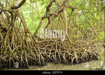 Gri Gri Lagune, in der Nähe des Fischers Dorf von Rio San Juan. Stockfoto