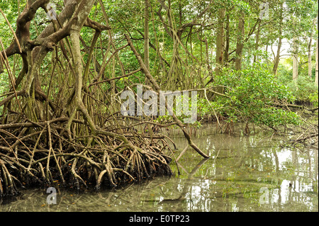 Gri Gri Lagune, in der Nähe des Fischers Dorf von Rio San Juan. Stockfoto