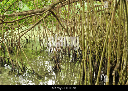 Gri Gri Lagune, in der Nähe des Fischers Dorf von Rio San Juan Stockfoto