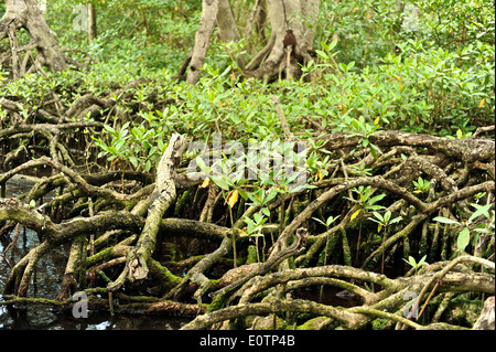 Gri Gri Lagune, in der Nähe des Fischers Dorf von Rio San Juan. Stockfoto