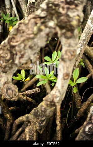 Gri Gri Lagune, in der Nähe des Fischers Dorf von Rio San Juan. Stockfoto