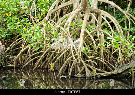 Gri Gri Lagune, in der Nähe des Fischers Dorf von Rio San Juan. Stockfoto