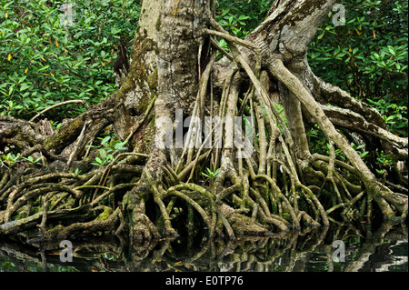 Gri Gri Lagune, in der Nähe des Fischers Dorf von Rio San Juan. Stockfoto