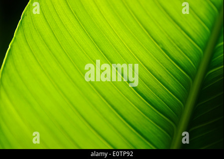 Palm Tree.The Playa Grande, an der Nordküste der Dominikanischen Republik Stockfoto