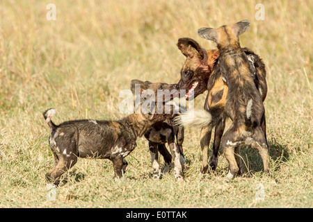 Drei wilden Hund Welpen zu betteln, erwachsenen Hund, Laikipia Kenia Afrika Stockfoto