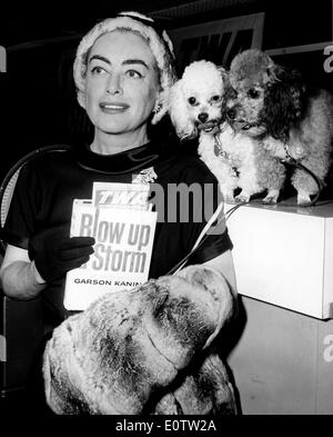 Schauspielerin Joan Crawford mit zwei Hunden unterwegs Stockfoto