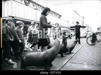 10. Oktober 1960 - an der Kreuzung von Seelöwen: die drei Seelöwen Damen Nixe, Chicki und Schnucki des Zirkus Paula Busch, Berlin, hier die Straße überqueren. Da Takien Pflege von Marcella, ging sie einige Heringe für ihre Mahlzeit zu kaufen. Wie sie Sterne bereits in einem Film gewesen, stört sie nicht, viel überqueren die Hauptstraße in Bremerhaven/Nord-Deutschland. Stockfoto