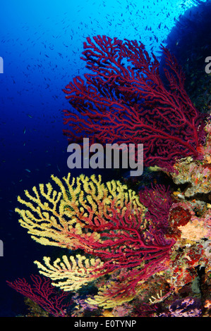 Rot oder großen violetten Gorgonien (Paramuricea Clavata). Kroatien, Mittelmeer, Kornati Nationalpark Stockfoto