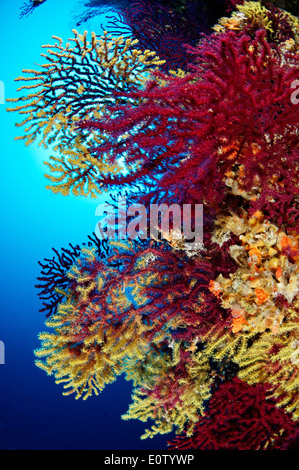 Rot oder großen violetten Gorgonien (Paramuricea Clavata). Kroatien, Mittelmeer, Kornati Nationalpark Stockfoto