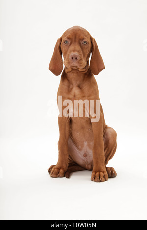Kurzhaar Magyar Vizsla (Canis Lupus Familiaris). Welpen sitzen. Studio Bild gegen eine weiße blackground Stockfoto