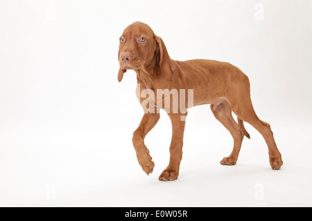 Kurzhaar Magyar Vizsla (Canis Lupus Familiaris). Welpen zu Fuß. Studio Bild gegen eine weiße blackground Stockfoto