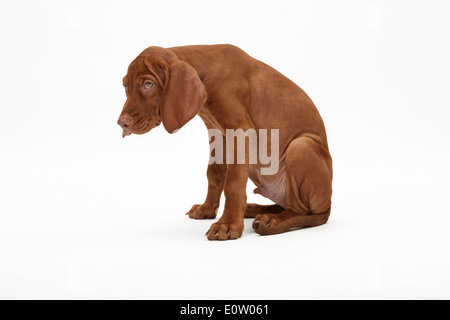 Kurzhaar Magyar Vizsla (Canis Lupus Familiaris). Welpen sitzen. Studio Bild gegen eine weiße blackground Stockfoto