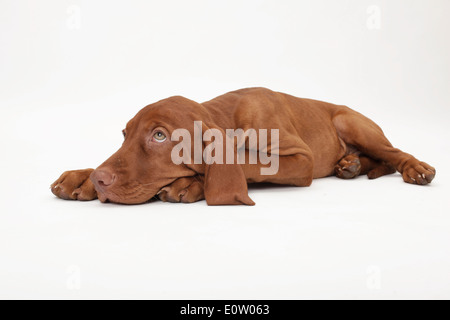 Kurzhaar Magyar Vizsla (Canis Lupus Familiaris). Welpe liegend. Studio Bild gegen eine weiße blackground Stockfoto