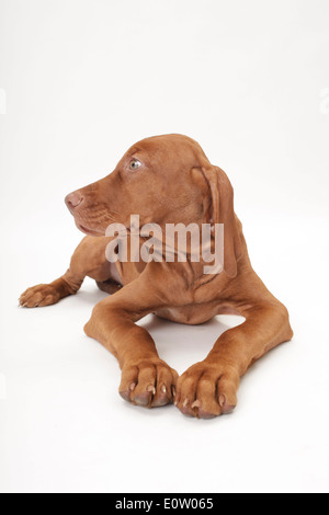 Kurzhaar Magyar Vizsla (Canis Lupus Familiaris). Welpe liegend, frontal gesehen. Studio Bild gegen eine weiße blackground Stockfoto
