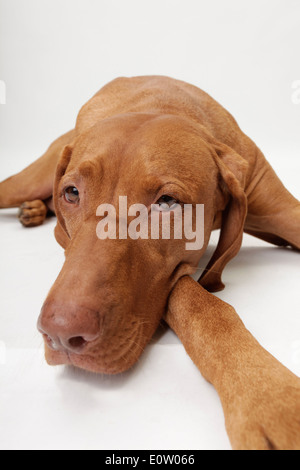 Kurzhaar Magyar Vizsla (Canis Lupus Familiaris). Welpe liegend, frontal gesehen. Studio Bild gegen eine weiße blackground Stockfoto