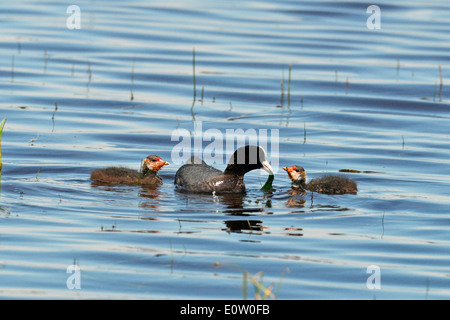Eurasische Blässhuhn (Fulica Atra), Erwachsene mit Algen Küken zu füttern. Deutschland Stockfoto