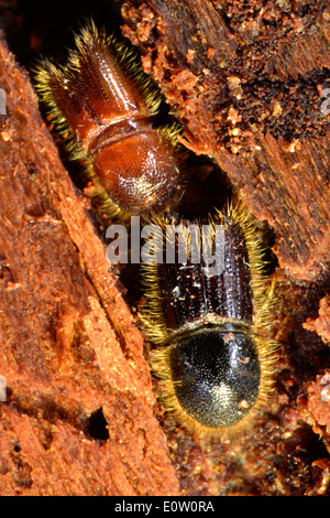 Europäische Fichte Borkenkäfer (Ips Typographus), Käfer im Tunnel. Deutschland Stockfoto