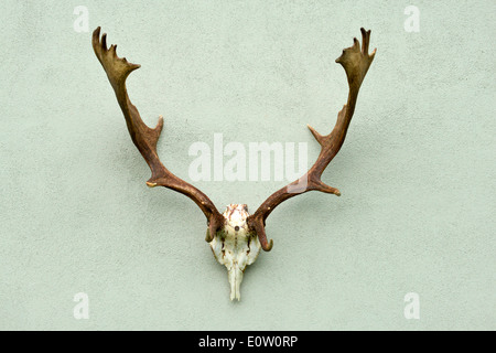 Damhirsch (Cervus Dama, Dama Dama). Geweihe als Jagdtrophäe montiert. Deutschland Stockfoto