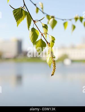 Die erste Hitze, die ersten Frühlingsblumen in der Stadt. Stockfoto