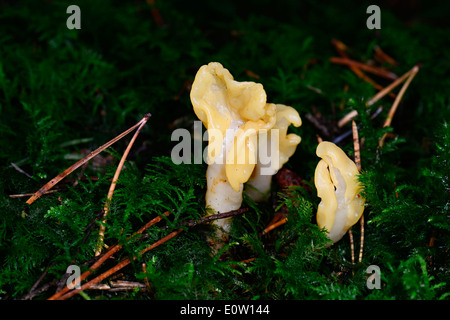 Gelbe Erde Zunge, gelber Fan Fairy Fan (Spathularia Flavida) in Moos Stockfoto