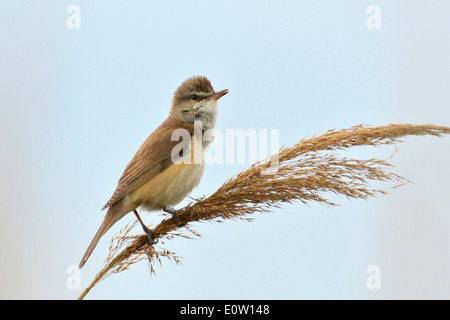 Drosselrohrsänger (Acrocephalus Arundinaceus), thront männlich auf Reed Stamm während des Singens Stockfoto