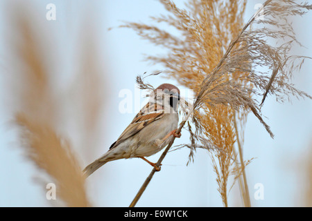 Eurasische Baum Spatz (Passer Montanus) sammeln Nistmaterial aus Schilf. Österreich Stockfoto