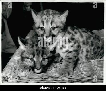 1. Januar 1961 - Puma jungen im Londoner Zoo heute zum ersten Mal zu sehen. Zu sehen im London Zoo heute zum ersten Mal waren die zwei Puma Cubs, '' Lola'' und '' Thomas'' am 20. Dezember geboren. Die jungen wurden '' Roger'' und '' Rae'' getauft. PUMA jungen. Im Gegensatz zu ihren einheitlichen Grau beschichtet Eltern sind bei der Geburt entdeckt, aber diese Markierungen allmählich verblassen, wenn sie älter werden. Foto zeigt '' Roger'' und '' Rae'' die neue Puma-Cubs abgebildet im London Zoo heute. Stockfoto